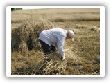 Binden per Hand (mit 84 Jahren)