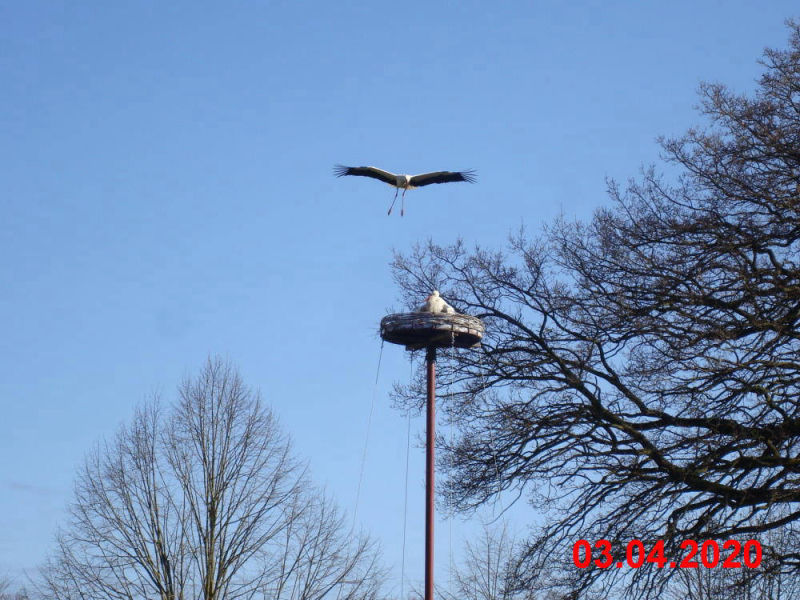 Storch_200403-B