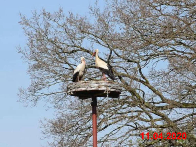 Storch_200411-A