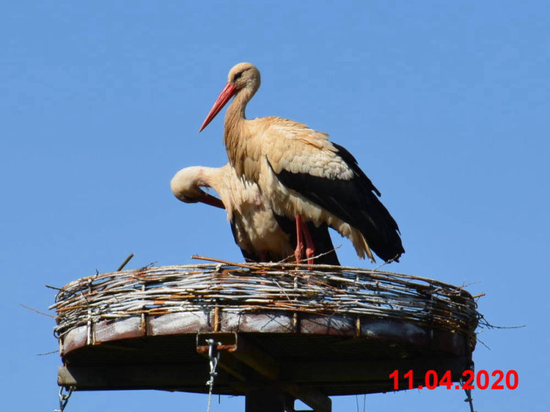 Storch_200411-C