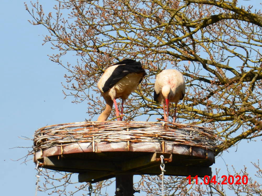 Storch_200411-F