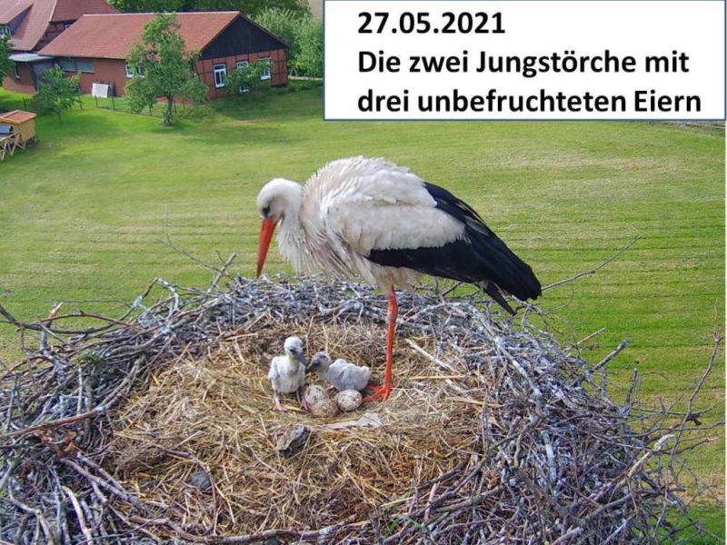 Storch_210527