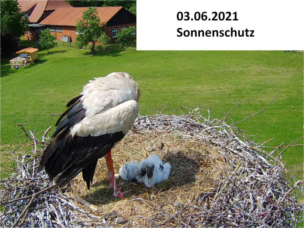 Storch_210603
