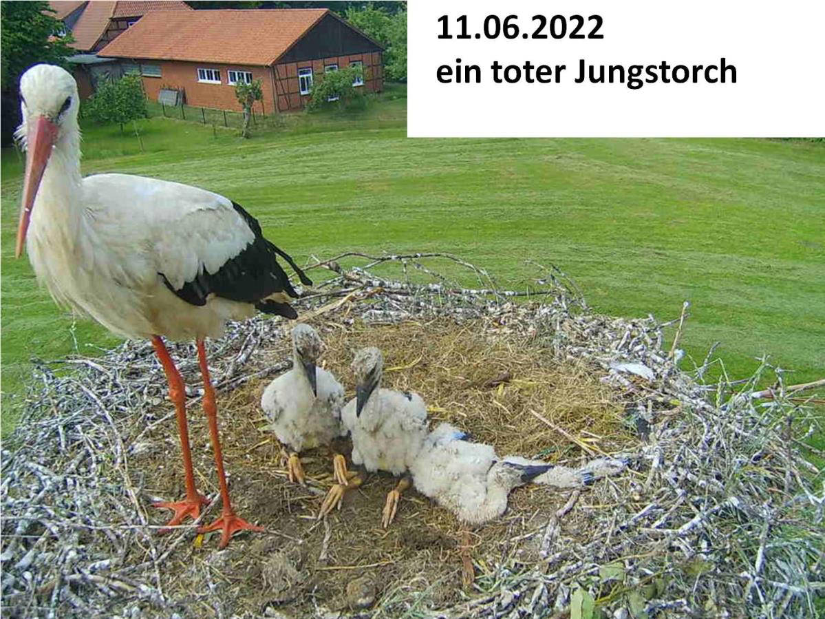 Storch_220611.jpg