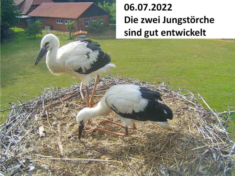 Storch_220706.jpg