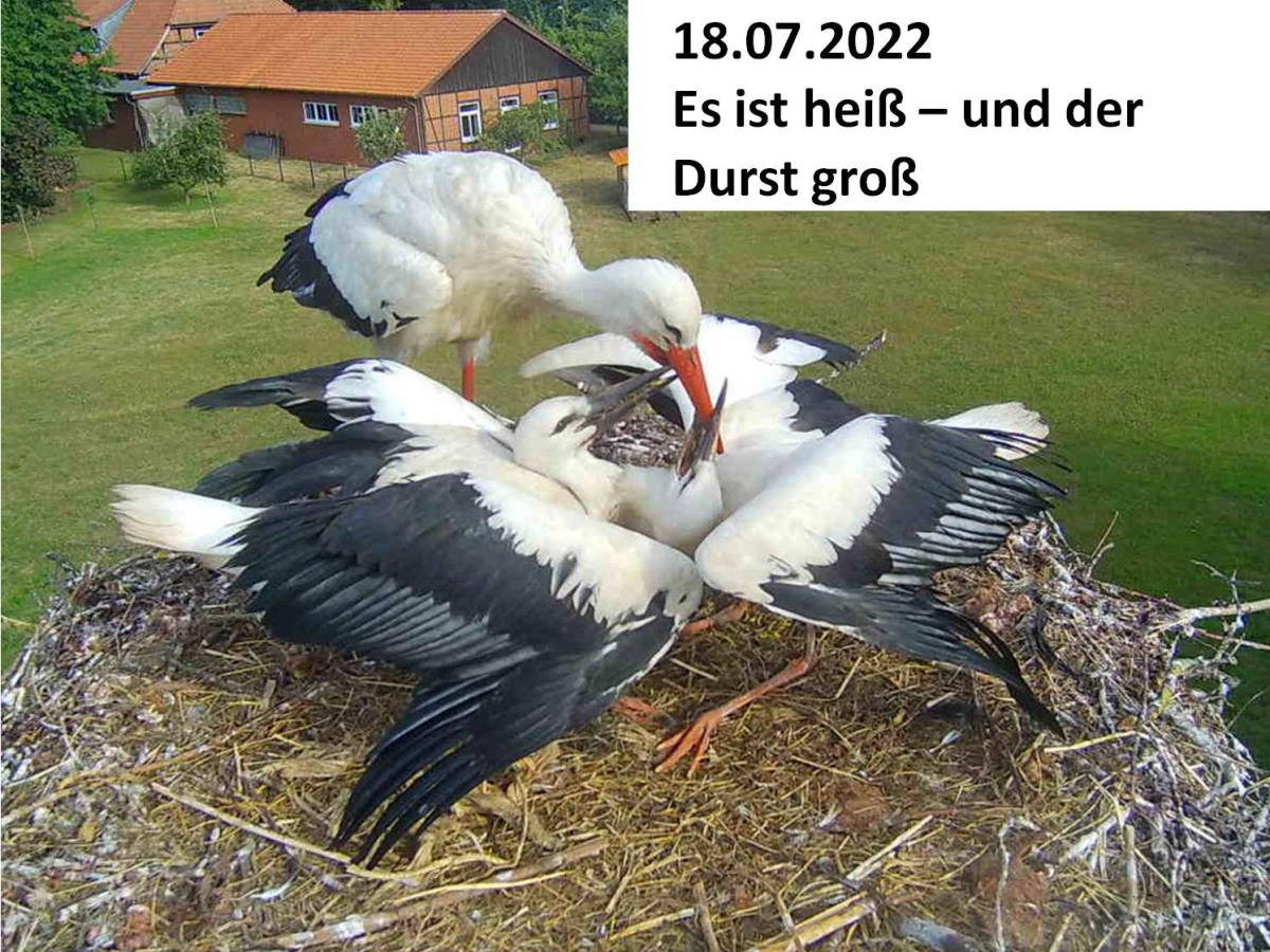 Storch_220718.jpg