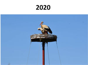 Storch2020