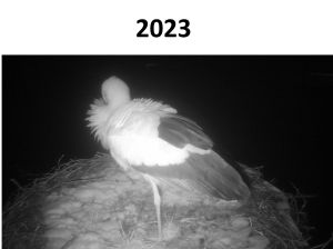 Storch2023-Intro.jpg