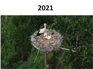 Storch2021