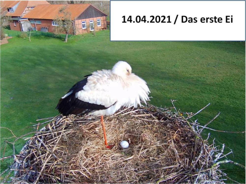 Storch_210414
