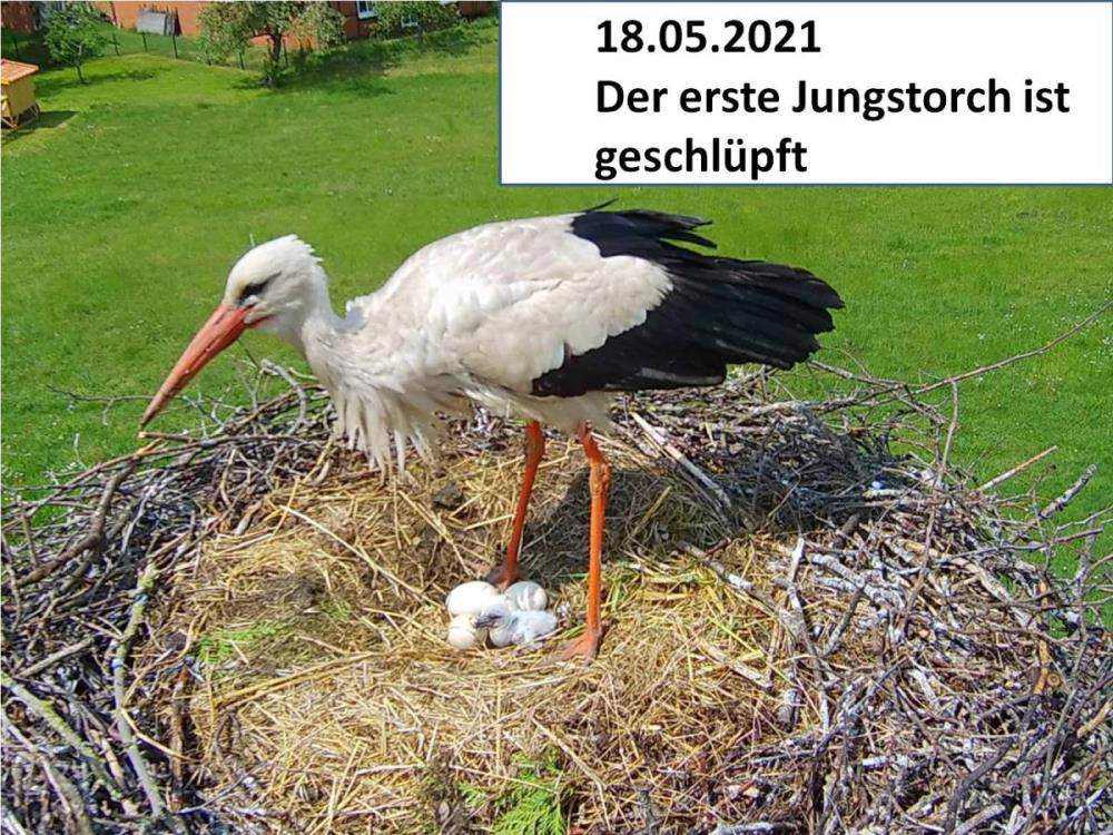 Storch_210518