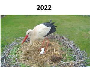 Storch2022
